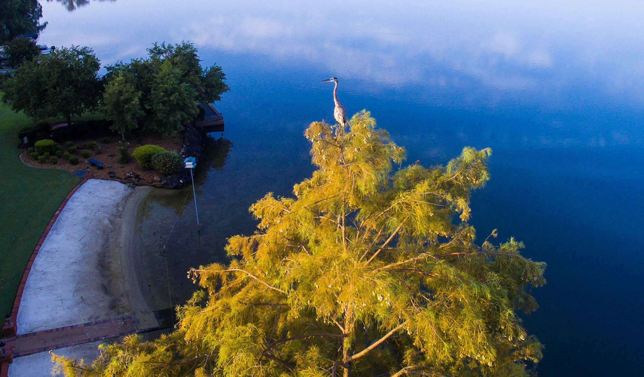 Great Blue Heron in the top of a Cypress tree