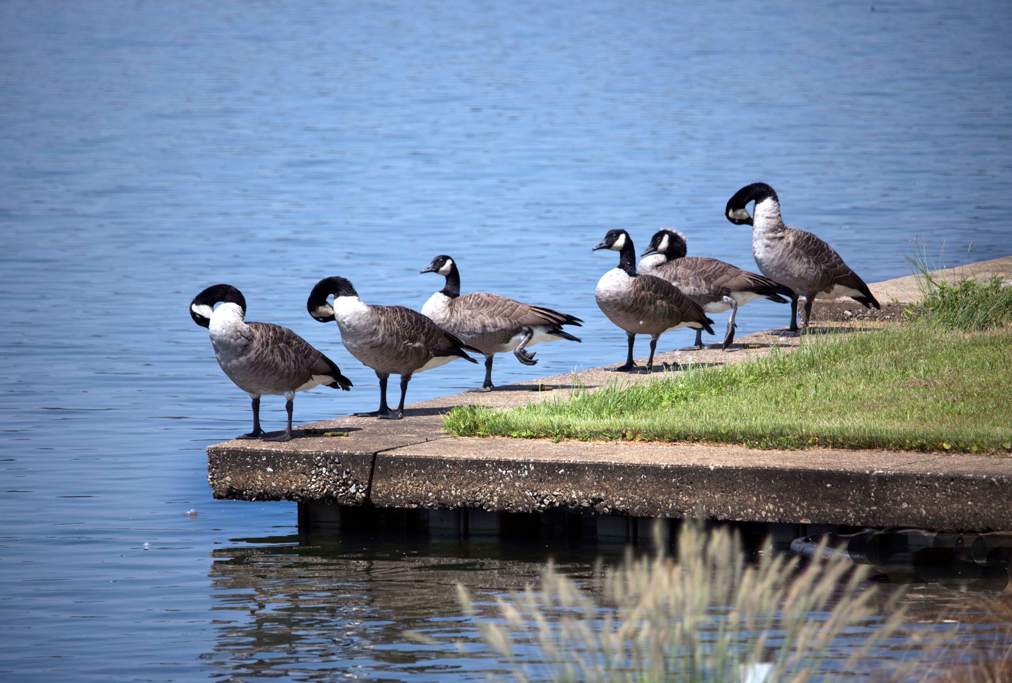 Six geese standing on a wall